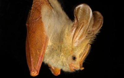 Are bats to blame?