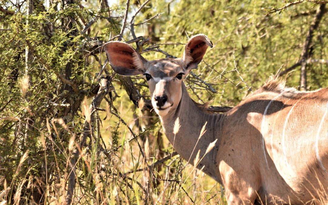 From TBA to Acting Director of Kenya Wildlife Service